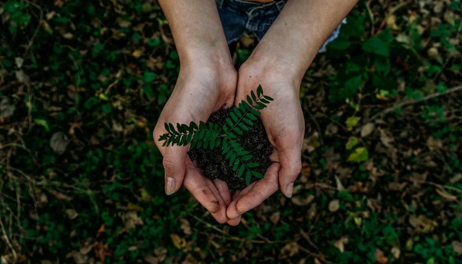Green seedling growing from soil, representing ESG metrics and measurable sustainable impact